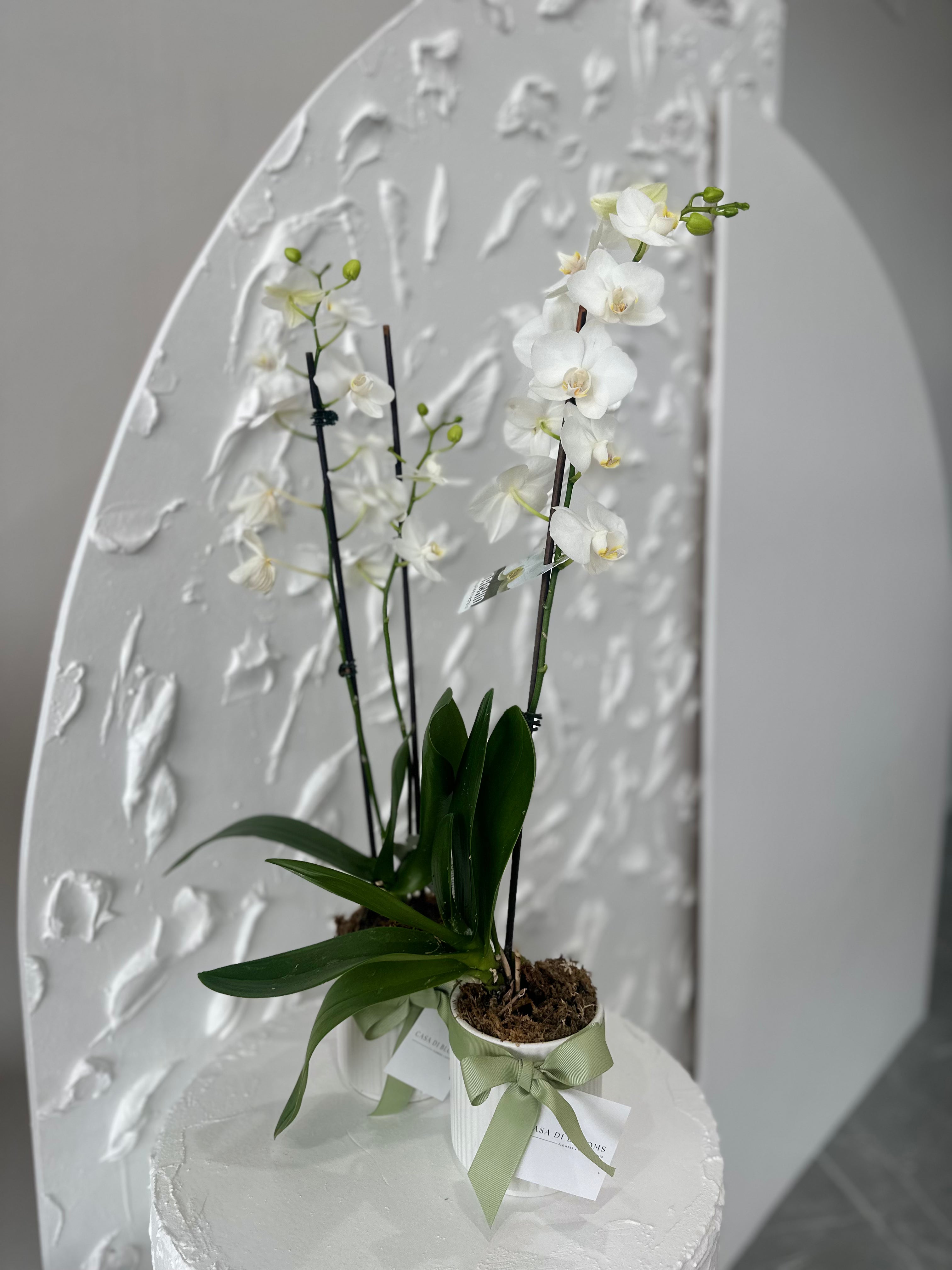 Potted Orchid Plants